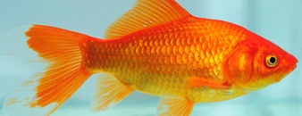 XL Goldfish
